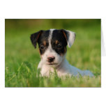 Filhote de cachorro de Jack Russell Terrier Cartão