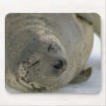 Filhote de cachorro de selo da harpa mousepad