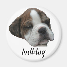 Filhote de cachorro do buldogue imãs de geladeira