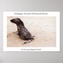 Filhote de cachorro do leão de mar após uma queda  poster