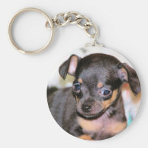 Filhote de cachorro do qui chaveiros