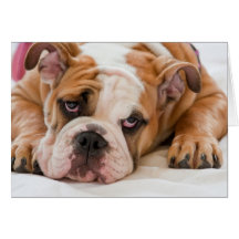 Filhote de cachorro inglês do buldogue cartoes
