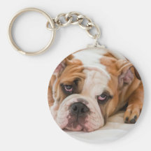Filhote de cachorro inglês do buldogue chaveiro