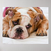Filhote de cachorro inglês do buldogue pôsteres