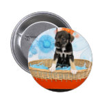 Filhote de cachorro - Jack Russell Botons