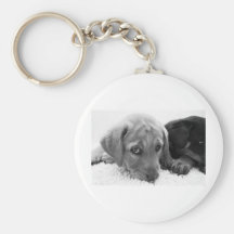 Filhote de cachorro pobre chaveiro