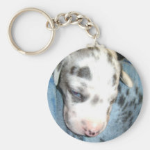 Filhote de cachorro sonolento do Harlequin Chaveiros