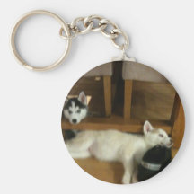 Filhotes de cachorro roncos chaveiro