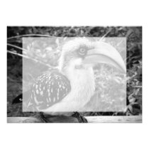 Fim do pássaro do Hornbill que olha acima o bw da  convites