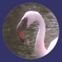 flamingo autocolantes