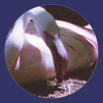 Flamingo autocolantes