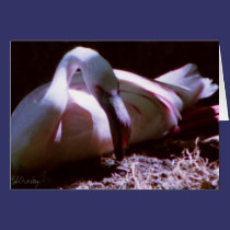 Flamingo postais
