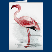 Flamingo de C G Passarinho-Davies postais