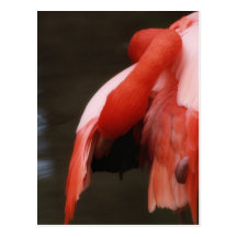 Flamingo de Florida Cartão Postal