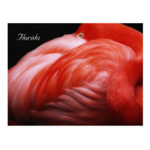 Flamingo de Florida Cartões Postais