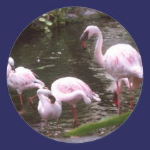 flamingos 1 autocolantes