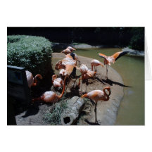 Flamingos que preparam-se para voar da angra isola cartao