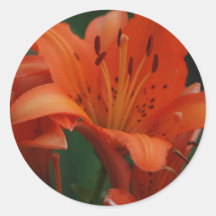 flor adesivos redondos