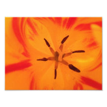 Flor alaranjada 2 foto