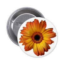 Flor alaranjada ensolarada da flor do gerbera crachás