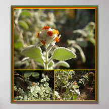 flor alaranjada posteres
