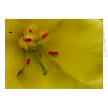 flor amarela cartao