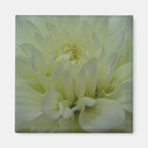 Flor amarela da dália imã de refrigerador