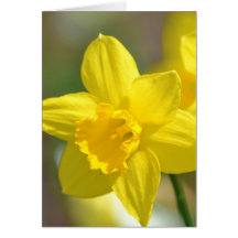 Flor amarela do Daffodil Cartão
