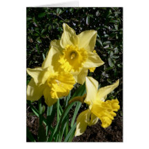 Flor amarela do Daffodil Cartoes