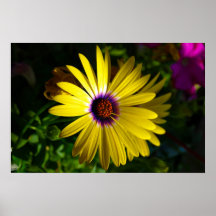 Flor amarela poster