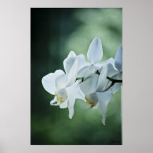 Flor bonita posters