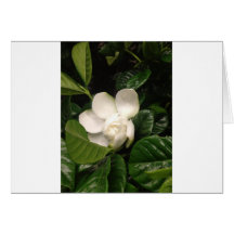 Flor branca cartoes