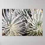 flor branca de Silversword, flores de Havaí Impressão