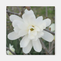 Flor branca imãs de geladeira