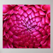 FLOR COR-DE-ROSA POSTER