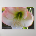Flor cor-de-rosa posters