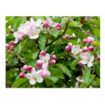 Flor da árvore de Apple Cartões Postais