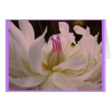 Flor da cisne cartões
