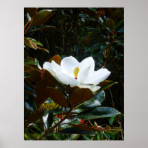 Flor da magnólia poster
