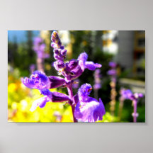 Flor da montanha roxa posteres
