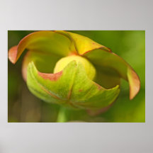 Flor da planta de jarro pôsteres