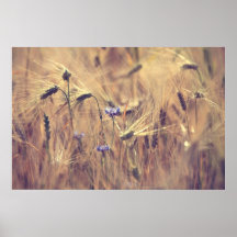 Flor de cereal posteres