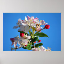 Flor de cerejeira e significado posters