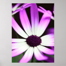 Flor de cinza posters