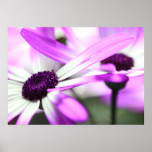 Flor de cinza posters
