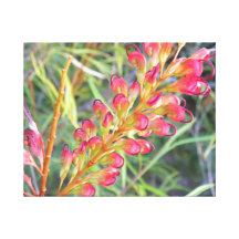 Flor de Firesprite Grevillea Impressão De Canvas Esticadas
