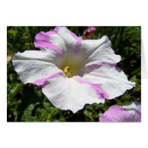 Flor de flutuação cartões