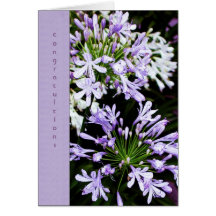 Flor do Agapanthus Cartões