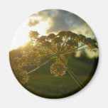 Flor do amanhecer ima