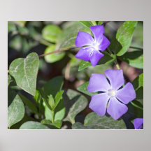 Flor do jasmim de prímula impressão
